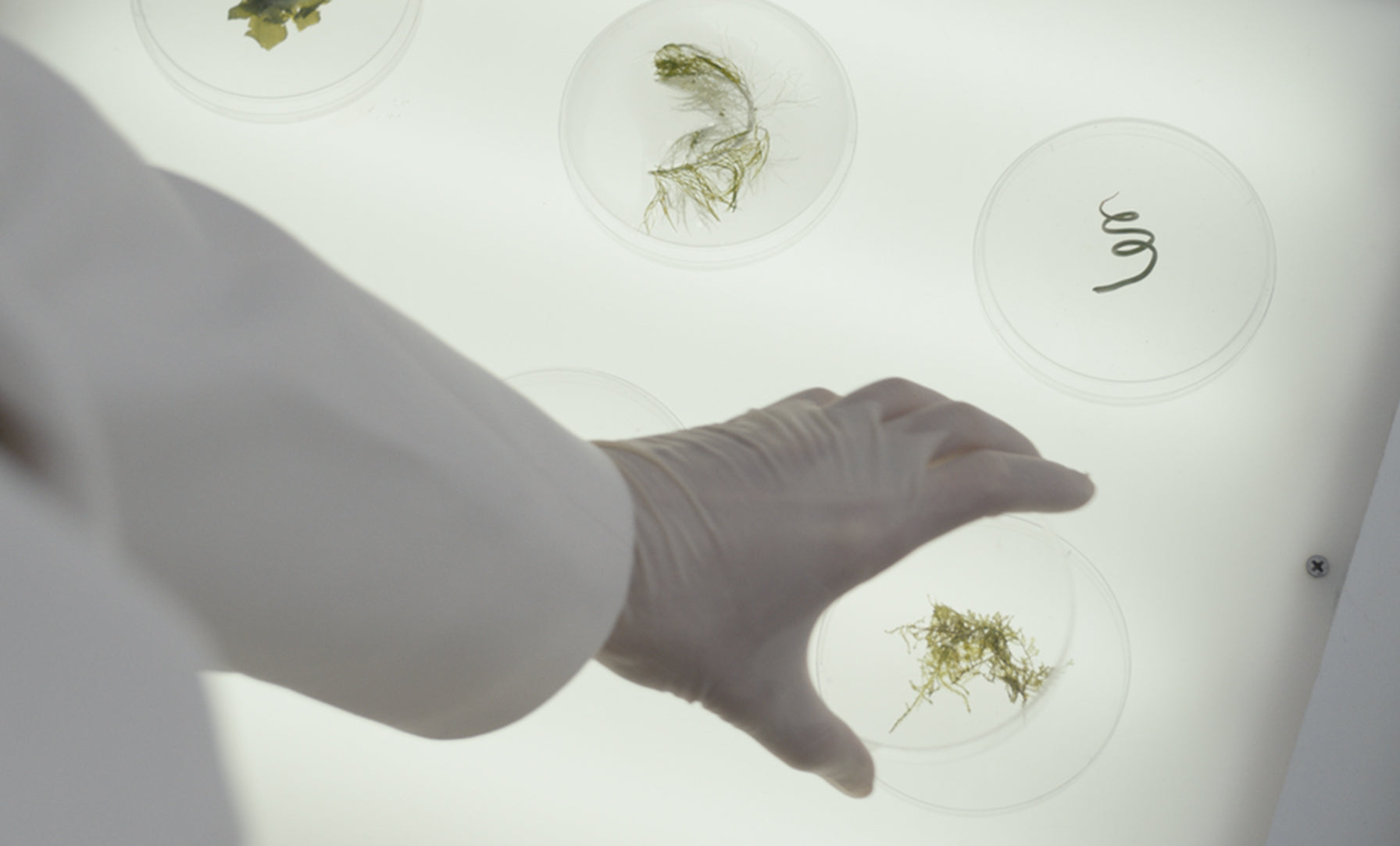 Lab Engineered Natural Ingredients (L.E.N.I.)